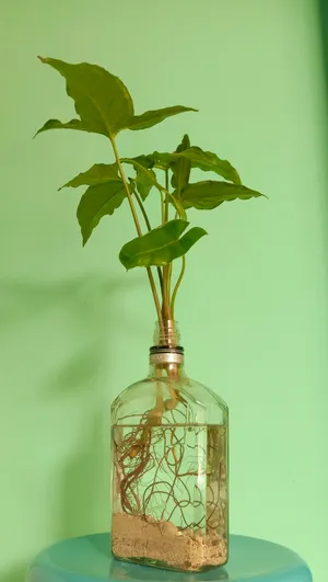 Photo Nature Nourishes And Heals Wallpaper