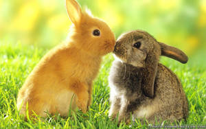 Photo Two Adorable Bunnies Share A Springtime Kiss. Wallpaper