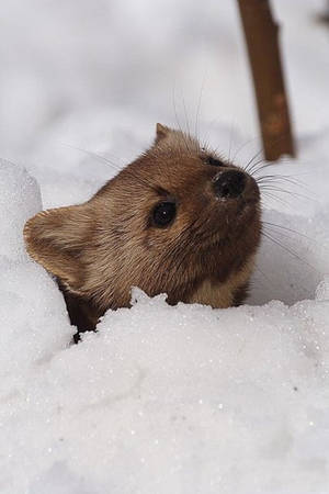 Photograph Of Tiny Mink Wallpaper