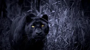 _picture _ Majestic Black Panther Animal In Its Natural Habitat Wallpaper