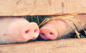 Pig Snouts Sticking Through Fence Wallpaper