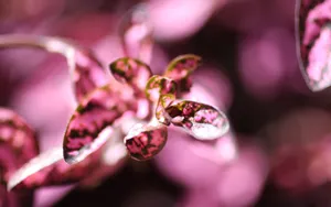 Pigmented Plant In The Garden Wallpaper