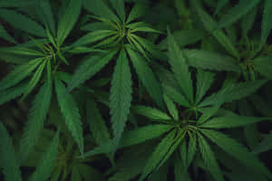 Pile Of Marijuana Leaf Plants Wallpaper