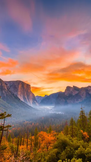 Pine Forest At Yosemite Iphone Wallpaper