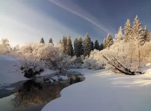 Pine Forest Covered In Snow 4k With A Frozen River Wallpaper
