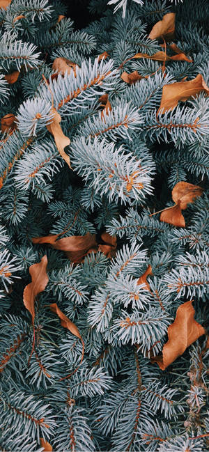 Pine Tree Leaves Christmas Iphone Wallpaper