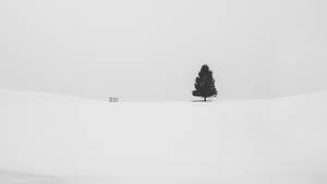 Pine Tree White Minimalist Wallpaper