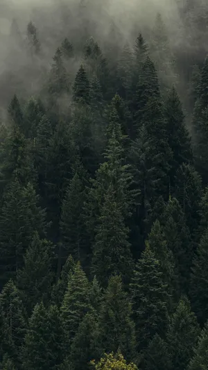 Pine Trees Forest View Wallpaper