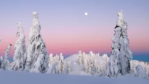 Pine Trees In Deep Snow With The Moon Snow 4k Wallpaper