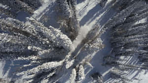 Pine Trees Overhead Shot Snow 4k Wallpaper