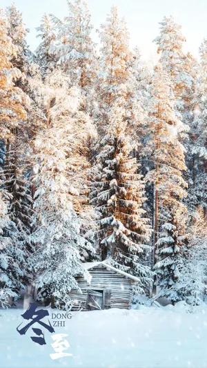 Pine Trees With Snow Falling Wallpaper