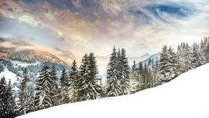 Piney Snow Mountain Snapshot Wallpaper