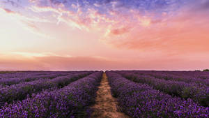 Pink 4k Sky Lavender Field Wallpaper