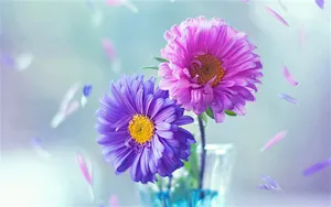 Pink And Purple Daisy Wallpaper