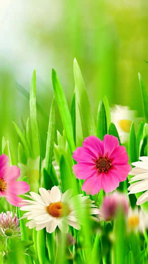 Pink And White Spring Daisy Iphone Wallpaper