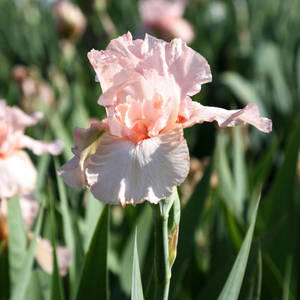 Pink Attraction Iris Flowers Wallpaper