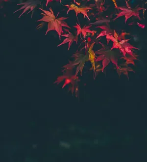 Pink Autumn Maple Leaves Wallpaper