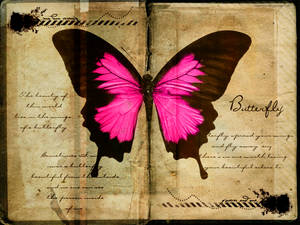 Pink Butterfly On Old Book Wallpaper