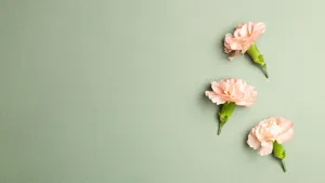 Pink Carnation Flowers Sage Green Laptop Wallpaper