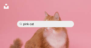 Pink Cat Search Bar Wallpaper