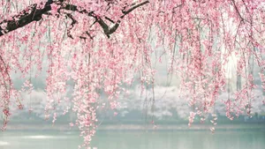 Pink Cherry Blossom Tree Branches Wallpaper