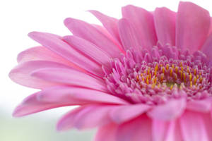 Pink Color Flower Close-up Wallpaper