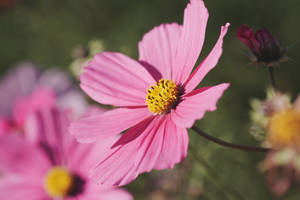 Pink Color Garden Cosmos Wallpaper