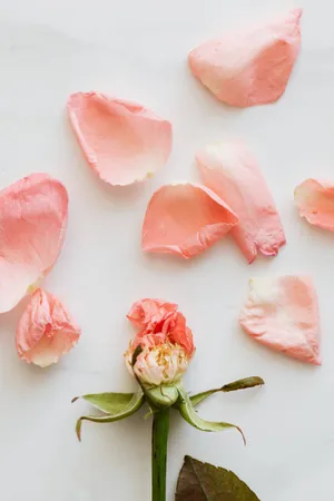 Pink Color Rose Petals Wallpaper