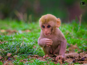 Pink Cute Monkey Wallpaper