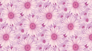 Pink Daisy Aesthetic Computer Wallpaper