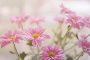 Pink Daisy Aesthetic Flower Wallpaper