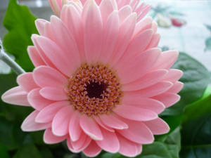 Pink Daisy Flowers Wallpaper