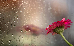 Pink Daisy With Beautiful Rain Wallpaper