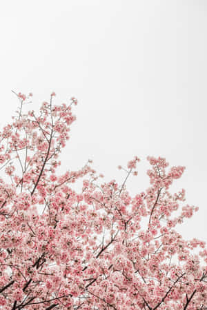 Pink Floral Cherry Blossom Wallpaper