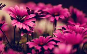 Pink Floral Design Blurred Wallpaper