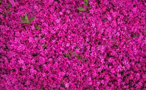 Pink Flower Banner Wallpaper