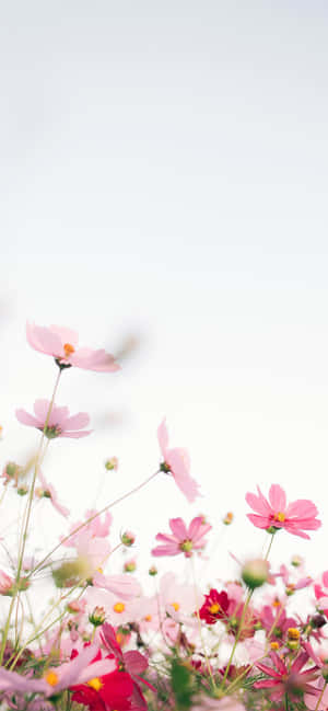Pink Flower Blooming On Phone Screen Wallpaper
