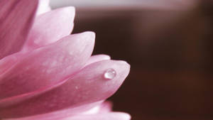 Pink Flower Droplet Wallpaper