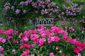 Pink Flower Garden With Bench Wallpaper