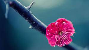 Pink Flower Macro Photography Wallpaper