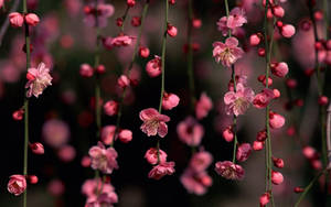 Pink Flower Strings Wallpaper