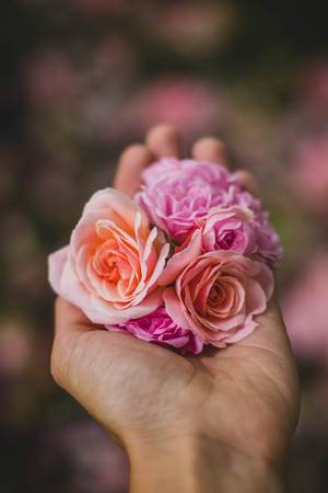 Pink Flowers Aesthetic On Palm Wallpaper