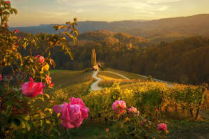 Pink Flowers Hill View Wallpaper