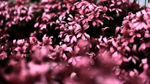 Pink Flowers In A Dark Wallpaper