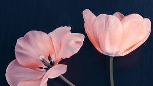 Pink Flowers In Navy Blue Background Wallpaper