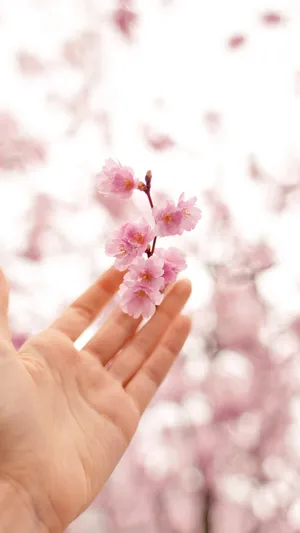 Pink Flowers Nature Iphone Wallpaper