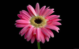 Pink Gerbera Daisy Wallpaper