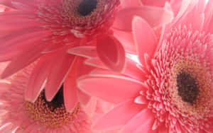 Pink Gerberas In A Vase Wallpaper