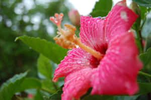 Pink Hibiscus Flower Wallpaper