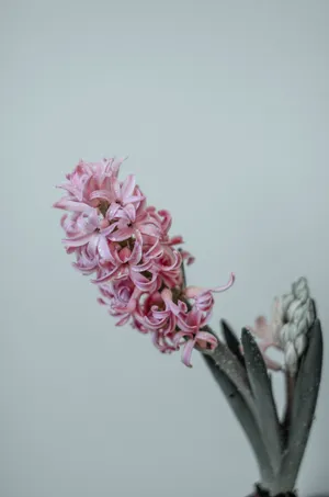Pink Hyacinthflower Android Wallpaper